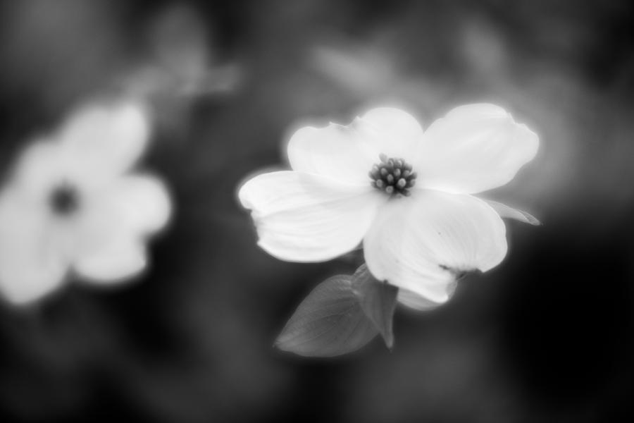 Blossom-8-bw Photograph by Joye Ardyn Durham