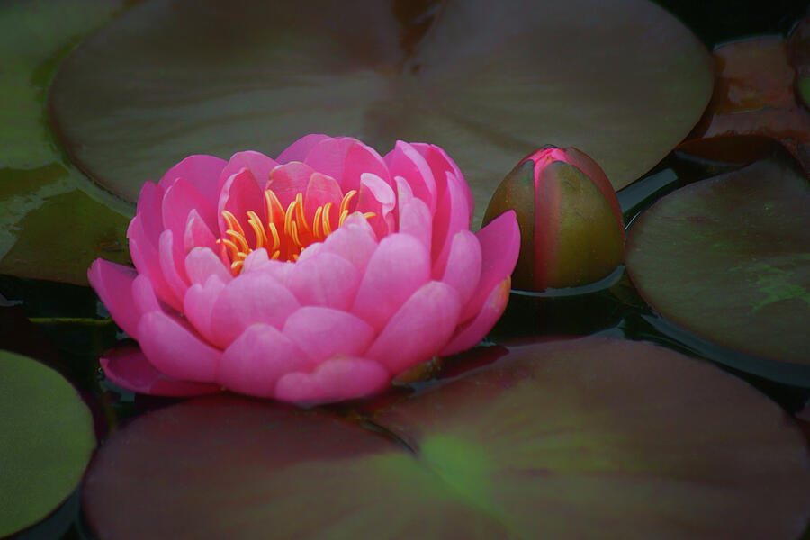 Blossom and Bud - Water Lily Photograph by Nikolyn McDonald