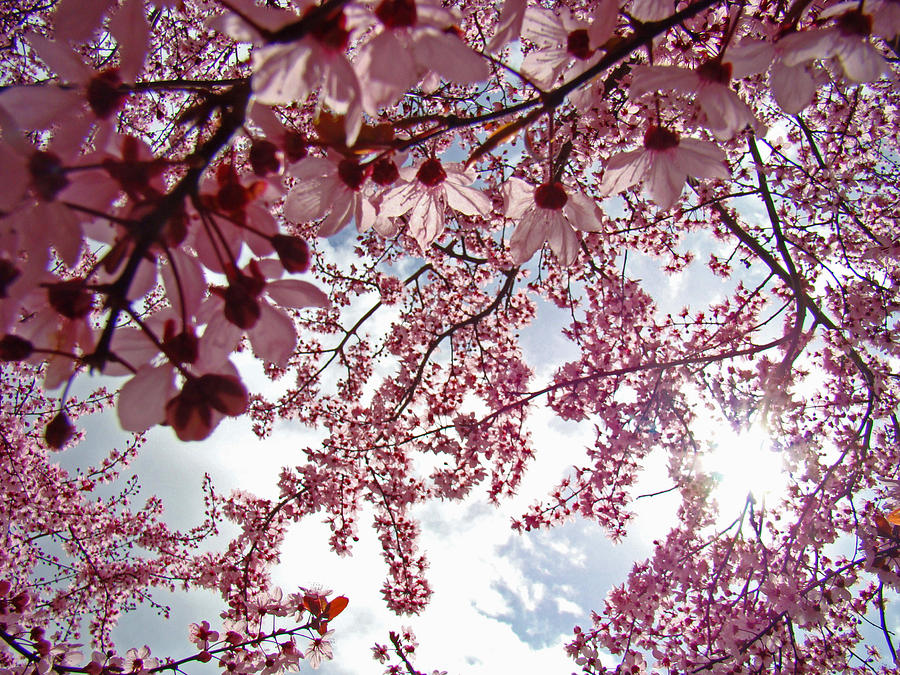 Tree Photograph - Blossom Artwork Spring Flowers Art Prints Giclee by Patti Baslee