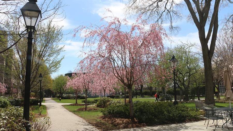 Nature Photograph - Blossom at Harvard Business School by Qin  Wang