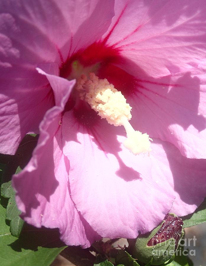 Blossom at Kirby Park Photograph by Christina Verdgeline