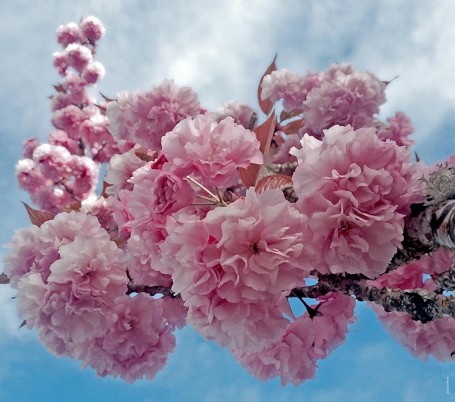 Blossom Bliss Photograph by Gwyn Newcombe