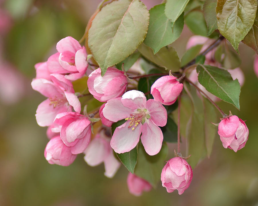 Blossom Bliss Photograph by Sue Overson