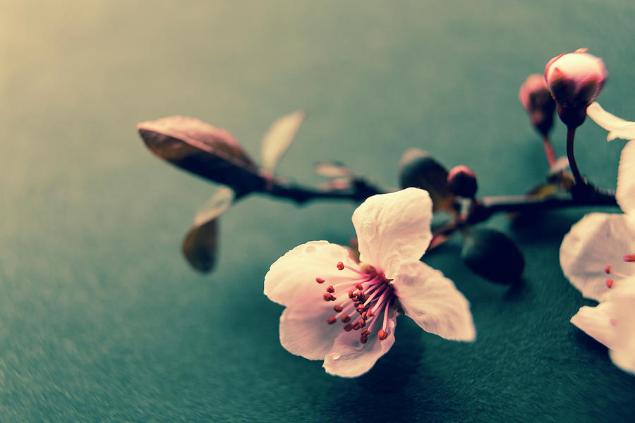 Blossom Photograph by Caitlyn Grasso