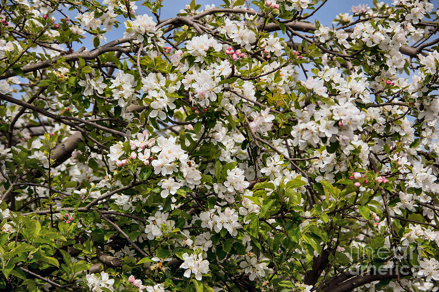 Blossom Photograph by Chris Horsnell