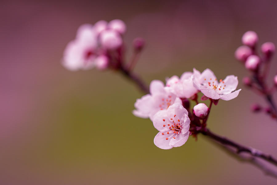 Blossom Photograph by Clare Bambers