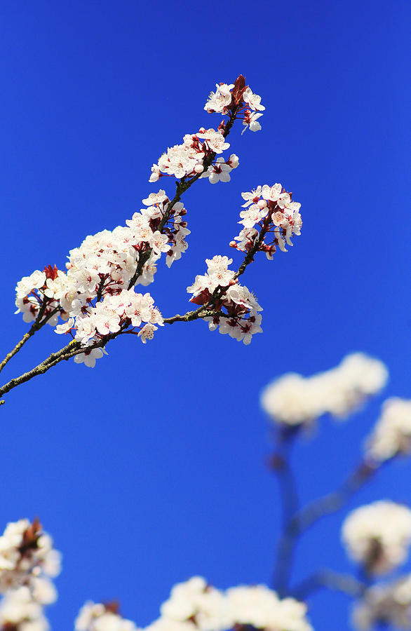 Blossom Photograph by David Harding