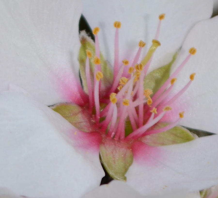 Blossom Photograph