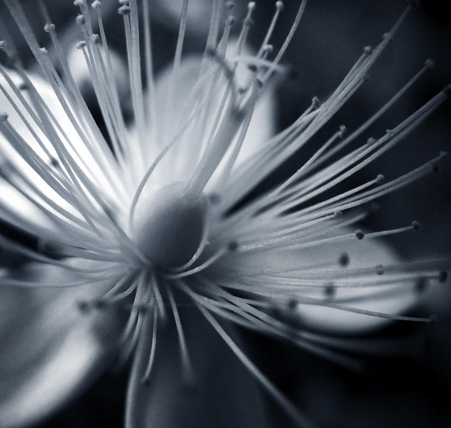Blossom Photograph by Dorit Fuhg