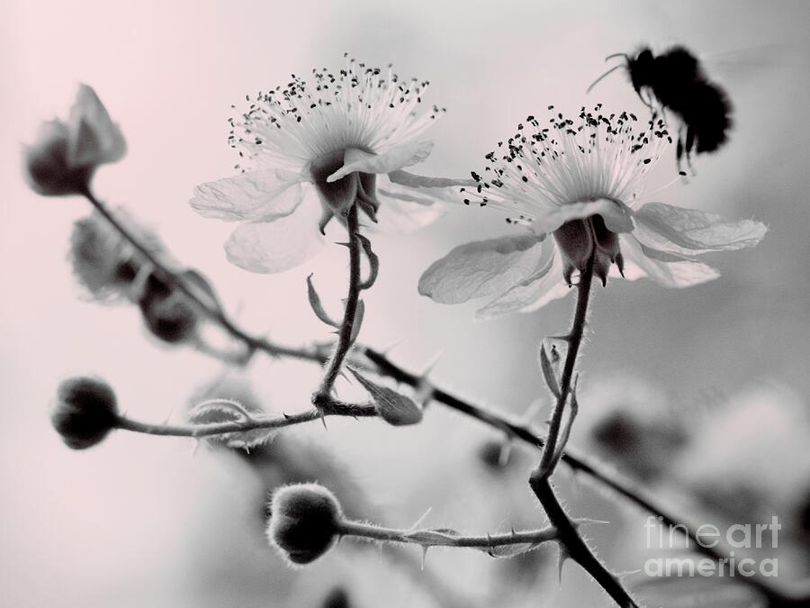 Blossom Dreams Photograph by Patricia Strand