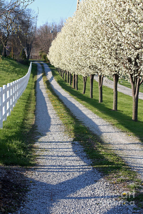 Spring Photograph - Blossom Drive by Steve  Gass