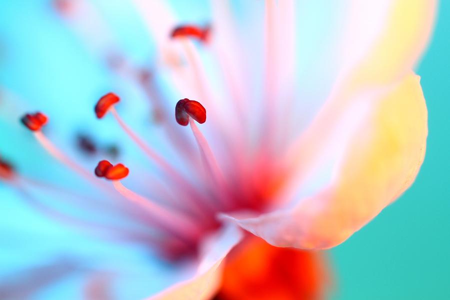 Abstract Photograph - Blossom in Blue by Sharon Johnstone