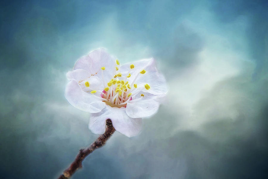 Spring Digital Art - Blossom in Fog by Terry Davis