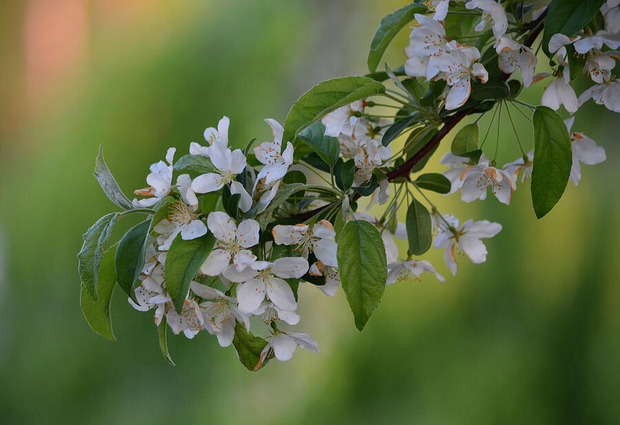 Blossom in Frankenmuth Photograph by Richard Andrews