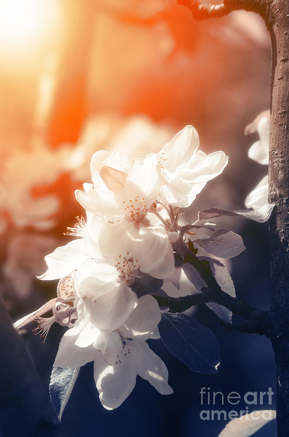 Blossom Photograph by Konstantin Sevostyanov