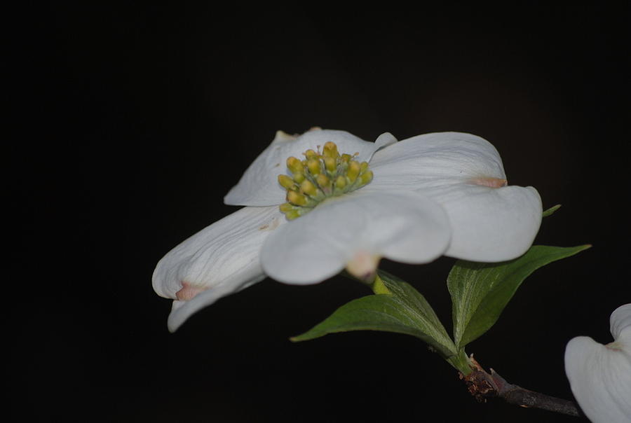 Nature Photograph - Blossom by Laura Lyster