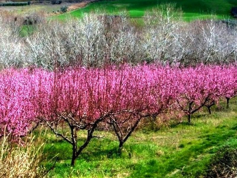 Blossom Layers Photograph by Annelise Sorensen Minnis | Fine Art America