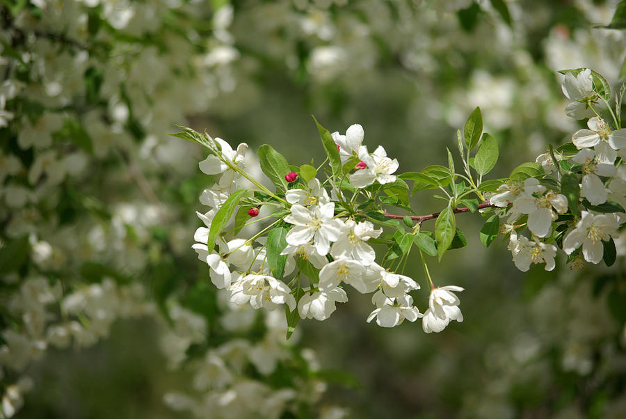 Blossom Photograph by Linda Mishler