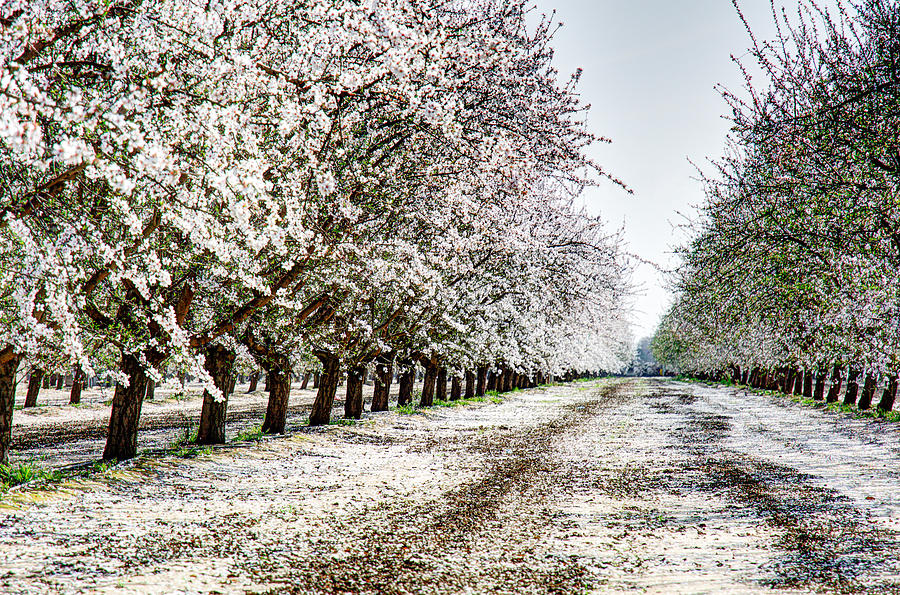 Blossom lined path Photograph by Joan Baker