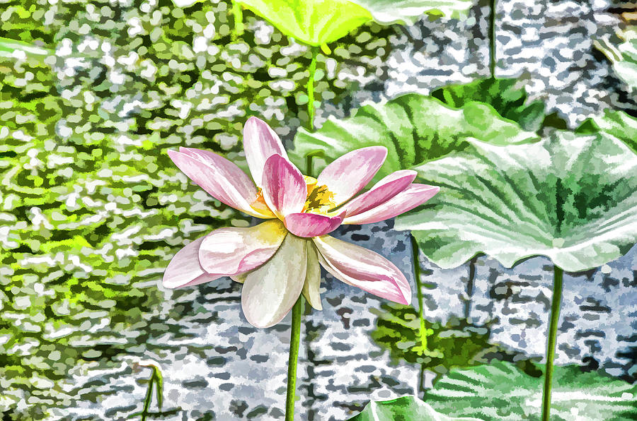 Blossom Lotus Flower 1 Painting by Jeelan Clark
