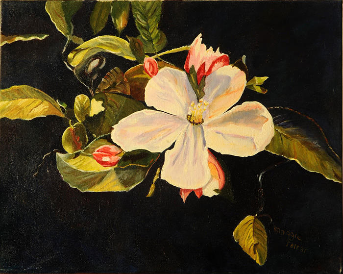 Apple Painting - Blossom by Margaret Farrar