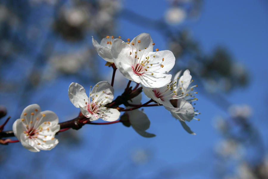 Spring Photograph - Blossom by Martina Fagan