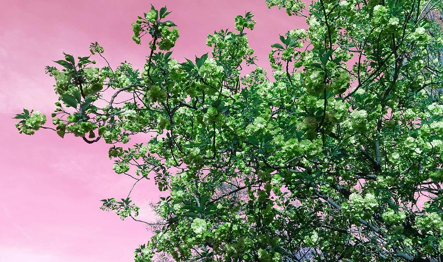 Fantasy Photograph - Blossom Oclock In Green by Rowena Tutty