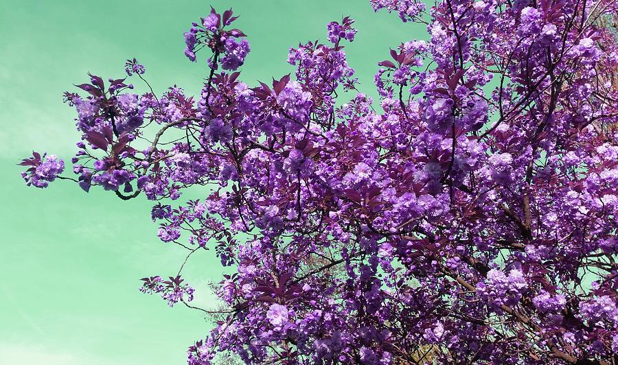 Fantasy Photograph - Blossom Oclock In Violet by Rowena Tutty