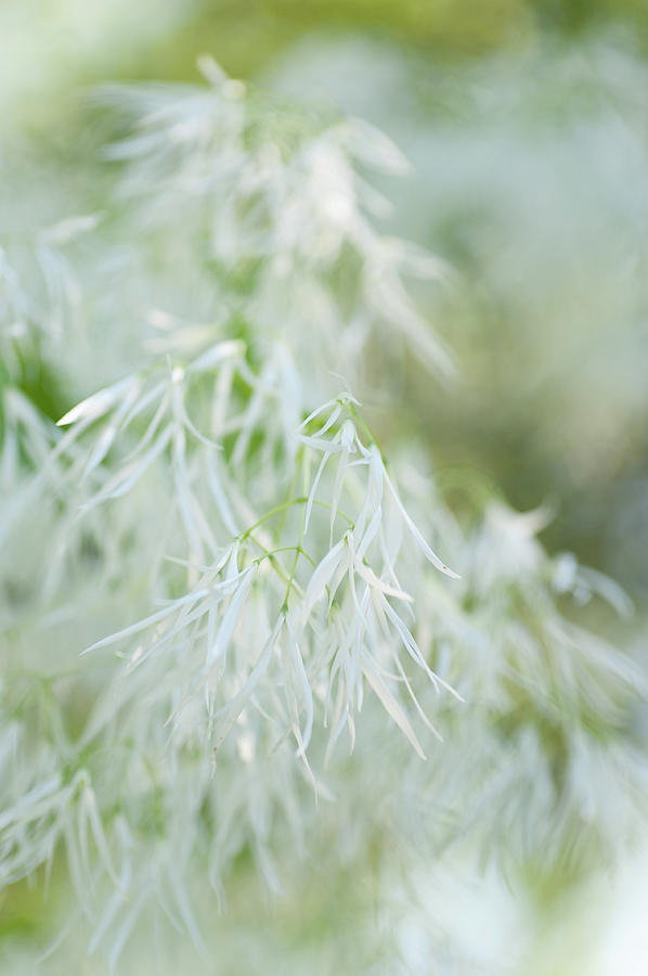 Blossom of White Fringetree Photograph by Jenny Rainbow