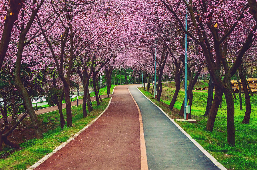 Blossom Park Photograph by Sergiu Sichim - Fine Art America