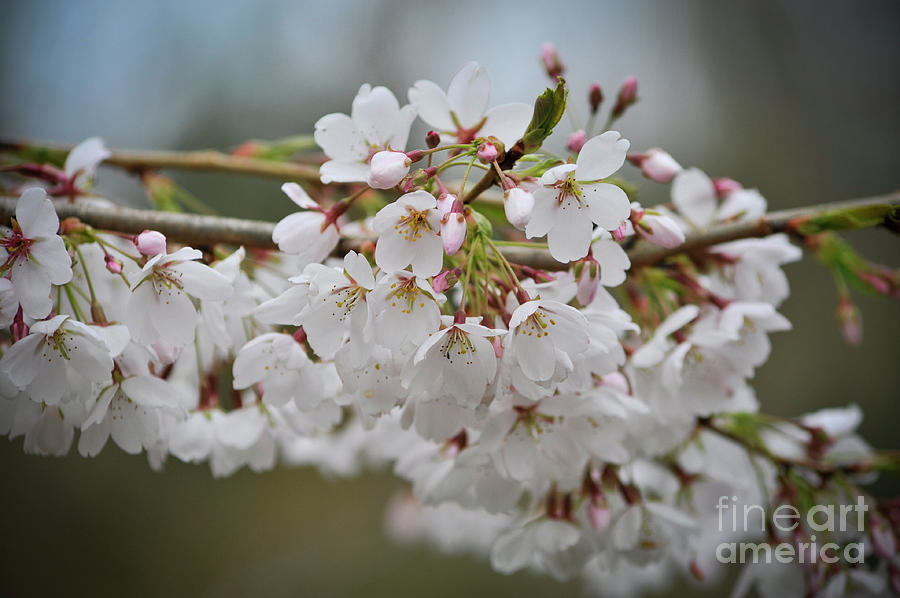 Blossom Photograph by Pavel Gorbachov