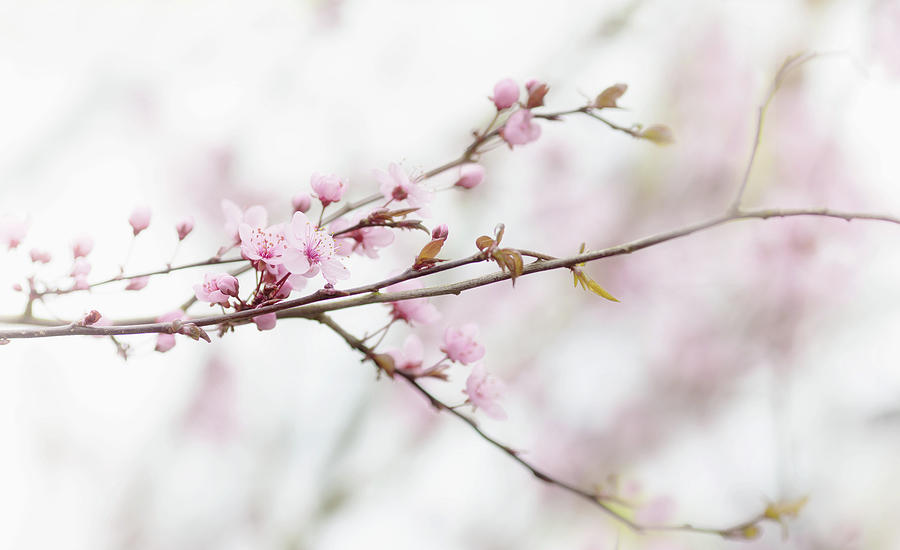 Blossom Pink Photograph by Rebecca Cozart