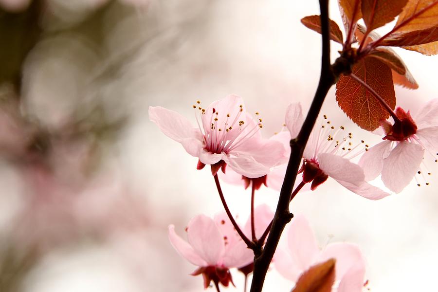 Blossom Pink Photograph by Sharon Johnstone