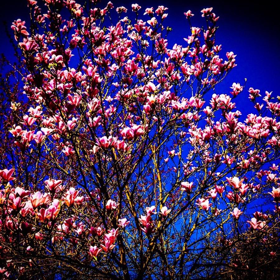 Magnolia Movie Photograph - #blossom #pink #tree #kent #colour by Sam Stratton