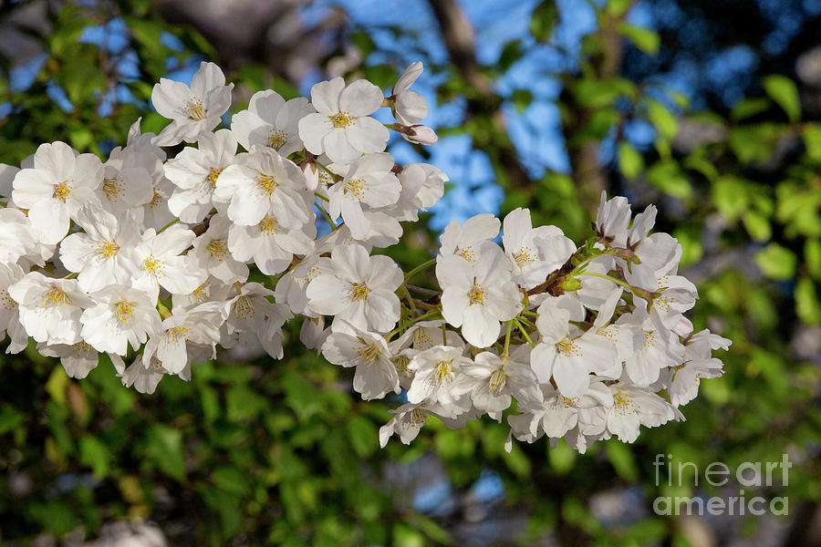 Blossom Purity I Photograph by Karen Jorstad