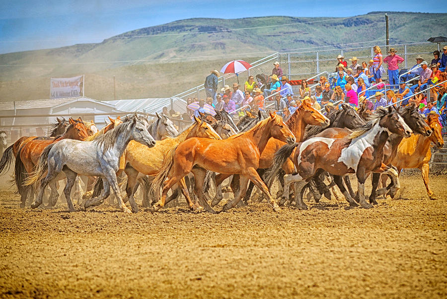 Blossom Ranch horses Jordan Valley 2012 Photograph by Mary Williams