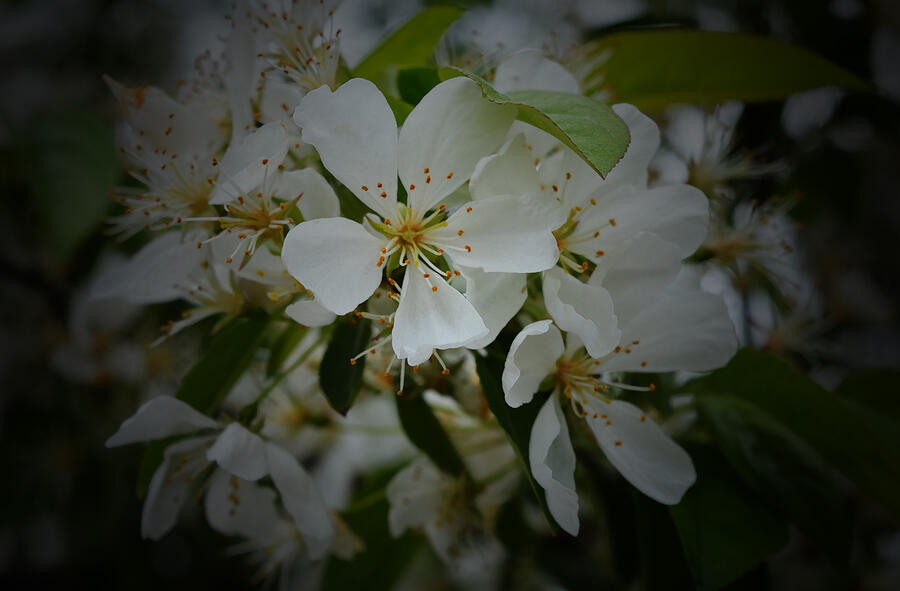 Spring Photograph - Blossom by Richard Andrews