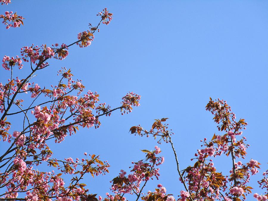 Blossom Photograph by Rosita Larsson