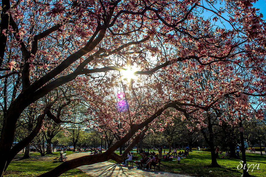Spring Photograph - Blossom Season by Diggi B
