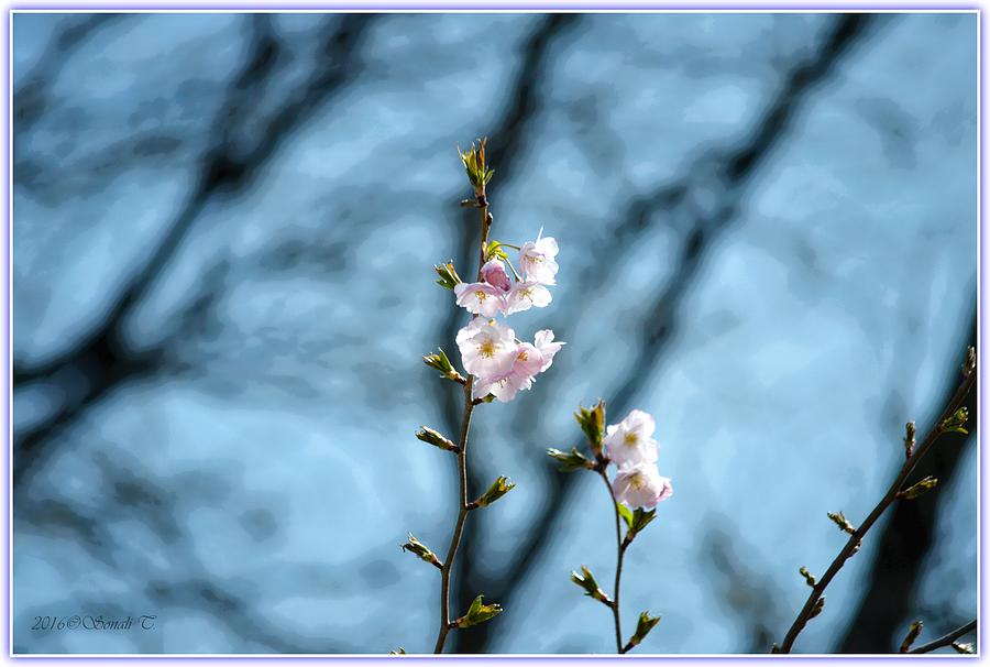 Blossom Season Photograph by Sonali Gangane