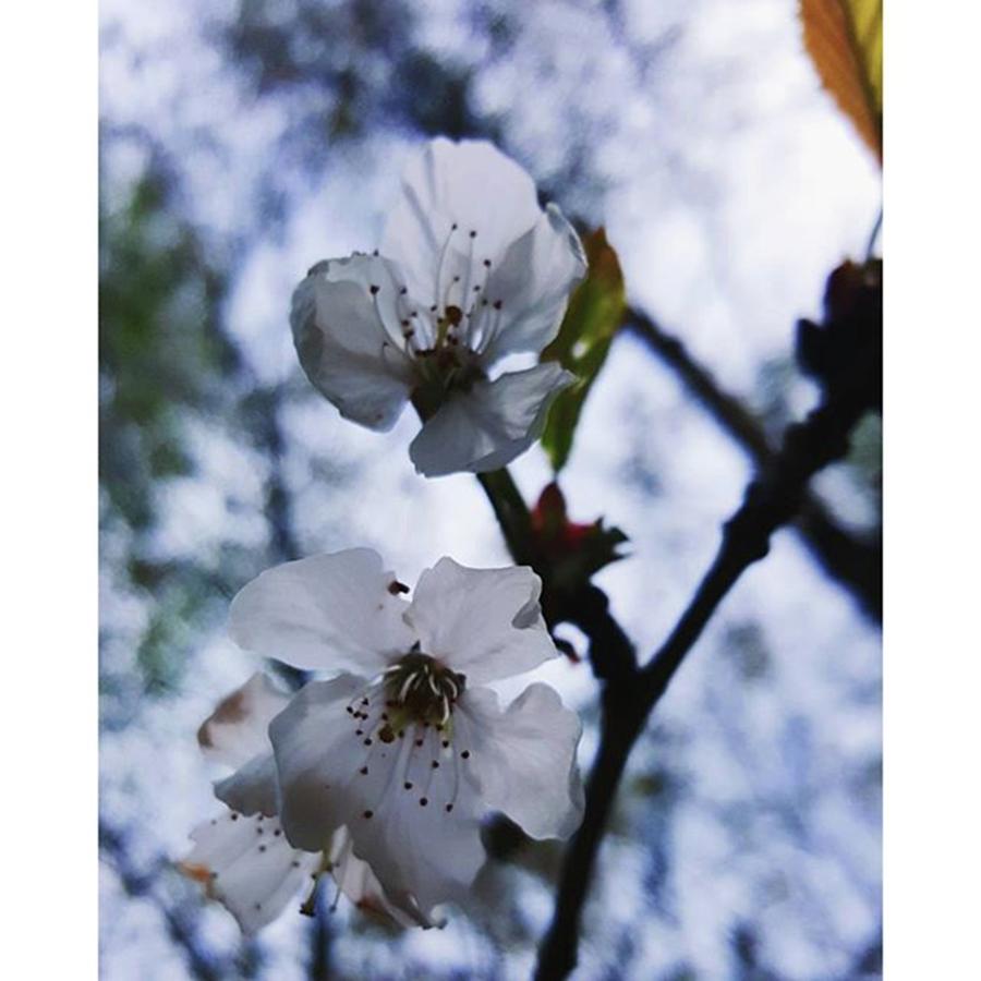 Spring Photograph - #blossom #spring #macro #flower #pretty by Natalie Anne