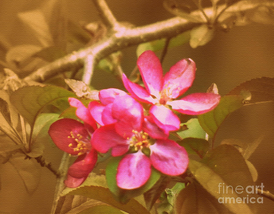 Blossom Photograph by Susan Lafleur