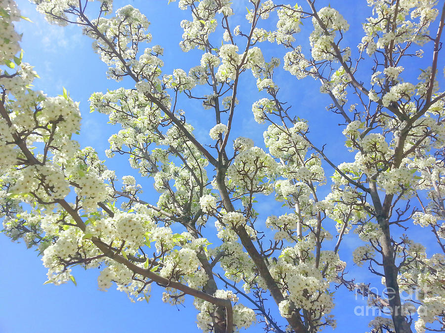 Blossom Tree Photograph by Raymond Earley