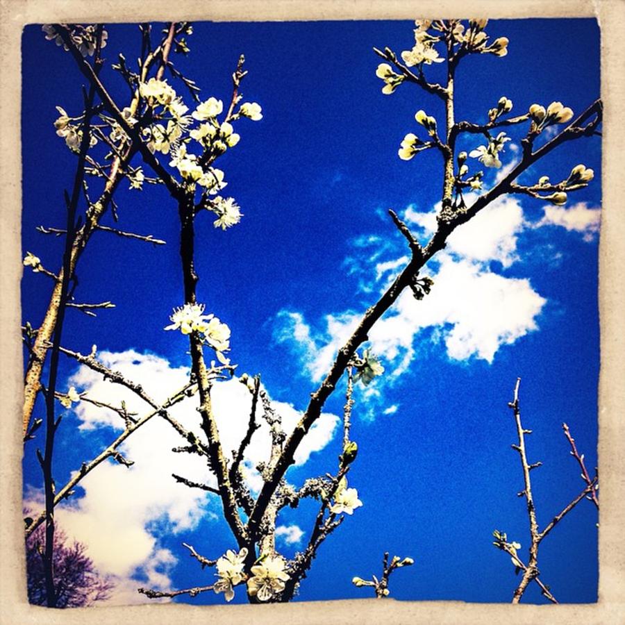 Summer Photograph - #blossom #tree #sky #clouds #spring by Sam Stratton