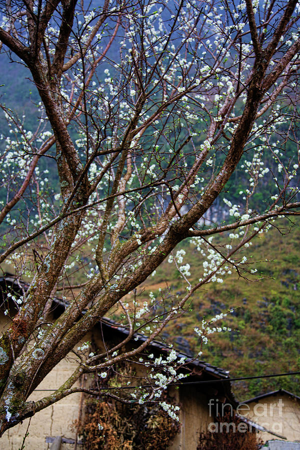 Blossom Trees Ha Giang  Photograph by Chuck Kuhn