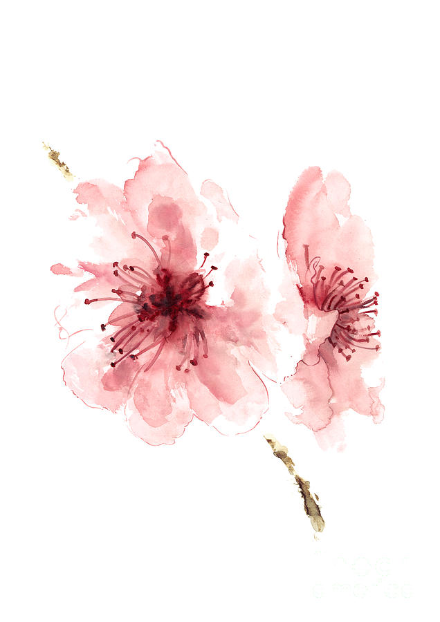 Cherry Blossom Painting - Cherry blossom, Blossom wall art, Buy art online, Flower blossom watercolor art print by Joanna Szmerdt