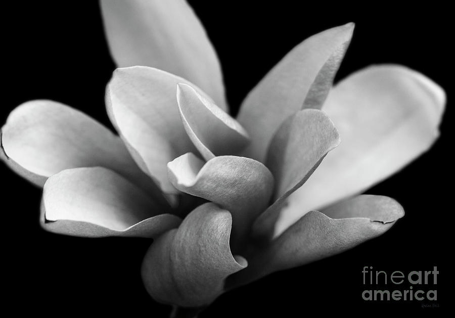 Blossom White On Black Photograph