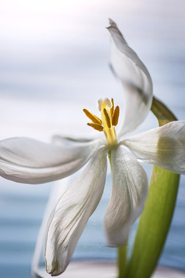 Nature Photograph - Blossomed flower by Mirena Zdravcheva