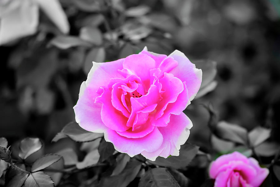 Blossomed Pink Roses Photograph