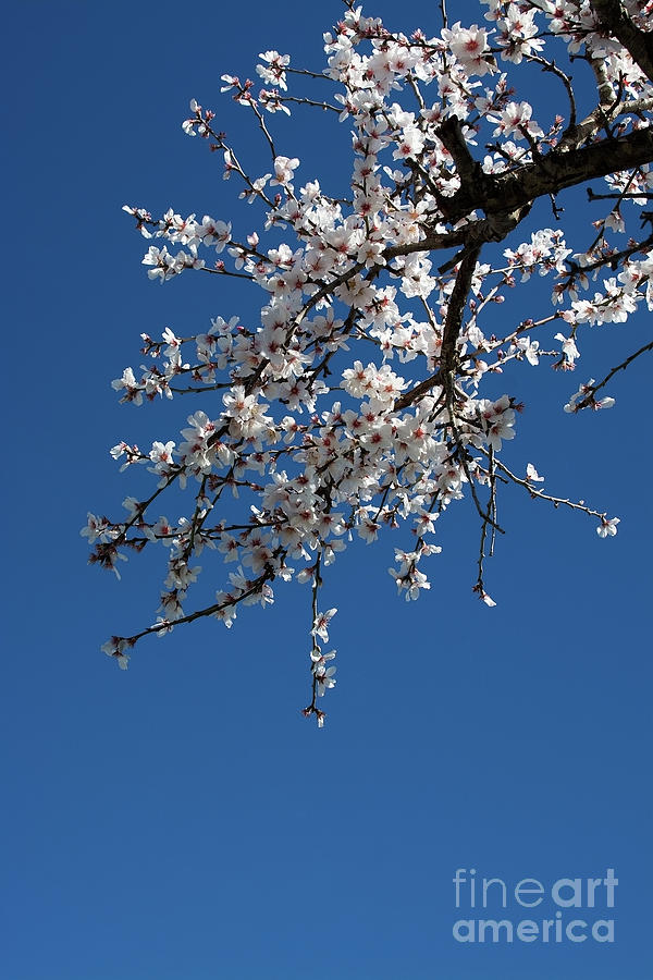 Blossoming almond trees Photograph by Ingela Christina Rahm